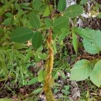 <i>Grona heterocarpos</i>  (L.) H.Ohashi & K.Ohashi